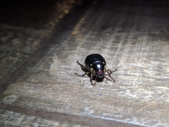 Paranomala inconstans