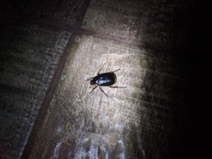 Paranomala inconstans