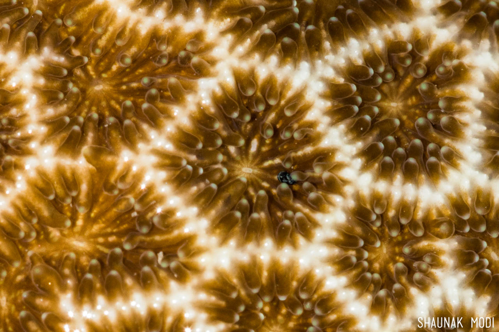false pillow coral