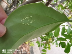 Dendrophthoe pentandra