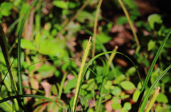 Carex phleoides
