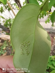 Dendrophthoe pentandra