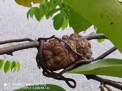 Dendrophthoe pentandra