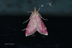 Pyrausta signatalis
