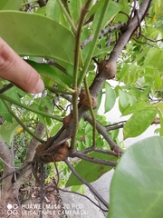 Dendrophthoe pentandra