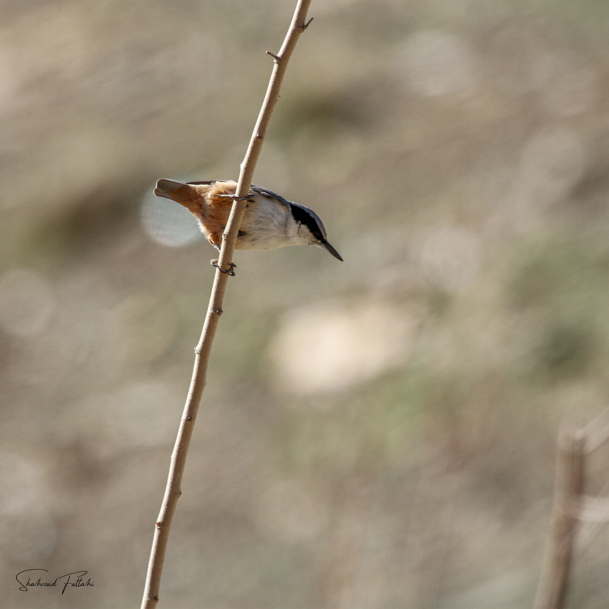 Eastern Rock Nuthatch