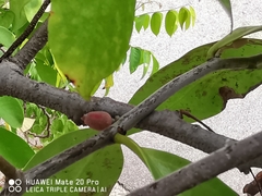 Dendrophthoe pentandra