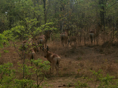 Alcelaphus buselaphus lichtensteinii
