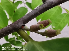 Dendrophthoe pentandra