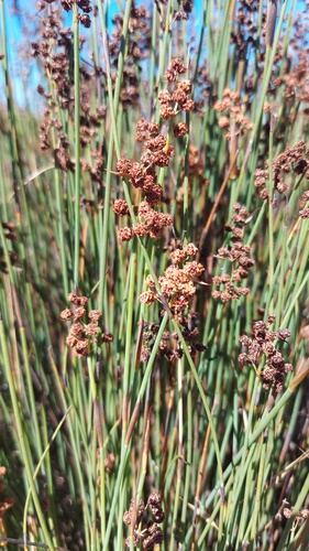 Cannomois arenicola (Cannomois arenicola)