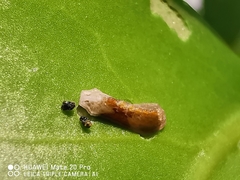 Dendrophthoe pentandra