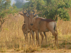Alcelaphus buselaphus lichtensteinii