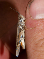 Catantops melanostictus