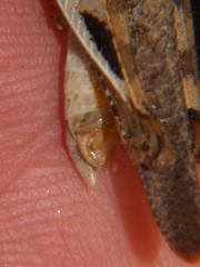 Catantops melanostictus