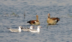 Alopochen aegyptiaca