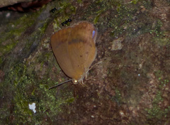 Arhopala fulla