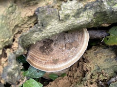 Trametes orientalis