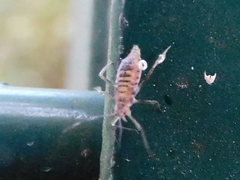 Calaphidina