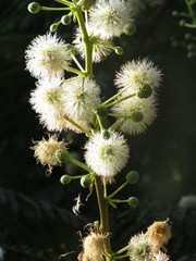Leucaena esculenta