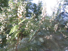 Leucaena esculenta