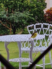 Pitangus sulphuratus