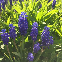 Muscari neglectum