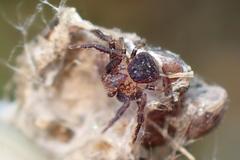 Pycnaxis