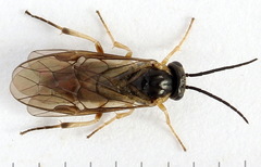 Pristiphora insularis