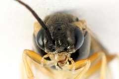 Pristiphora insularis