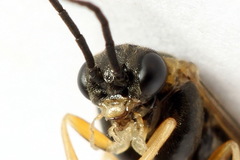 Pristiphora insularis