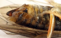 Pristiphora insularis