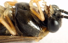 Pristiphora insularis