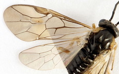 Pristiphora insularis