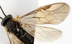 Pristiphora insularis