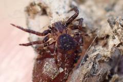 Pycnaxis