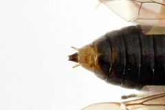 Pristiphora insularis