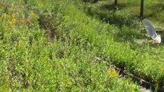 Coturnix japonica