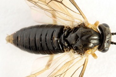 Pristiphora insularis