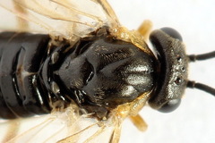 Pristiphora insularis