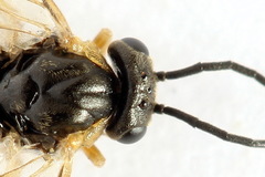 Pristiphora insularis