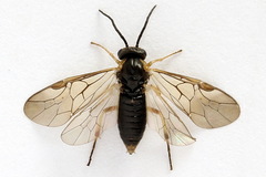 Pristiphora insularis