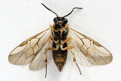 Pristiphora insularis