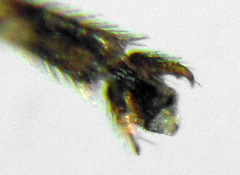 Pristiphora insularis