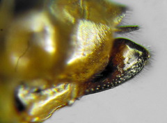 Pristiphora insularis