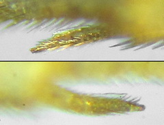 Pristiphora insularis