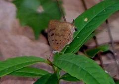 Arhopala silhetensis