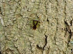 Acanthosoma haemorrhoidale