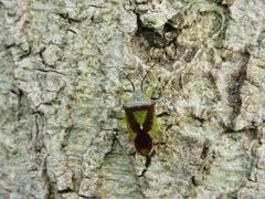 Acanthosoma haemorrhoidale