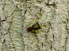 Acanthosoma haemorrhoidale