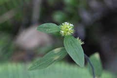 Spermacoce prostrata